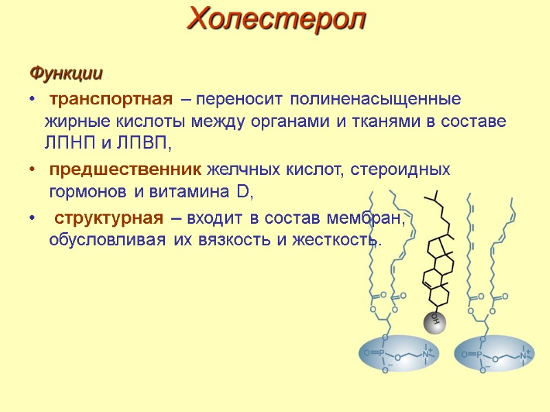 Холестерол Функции  транспортная – переносит полиненасыщенные жирные кислоты между органами и тканями в